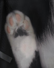 Load image into Gallery viewer, Acceptance Letter Feline Whisper Mesh Top
